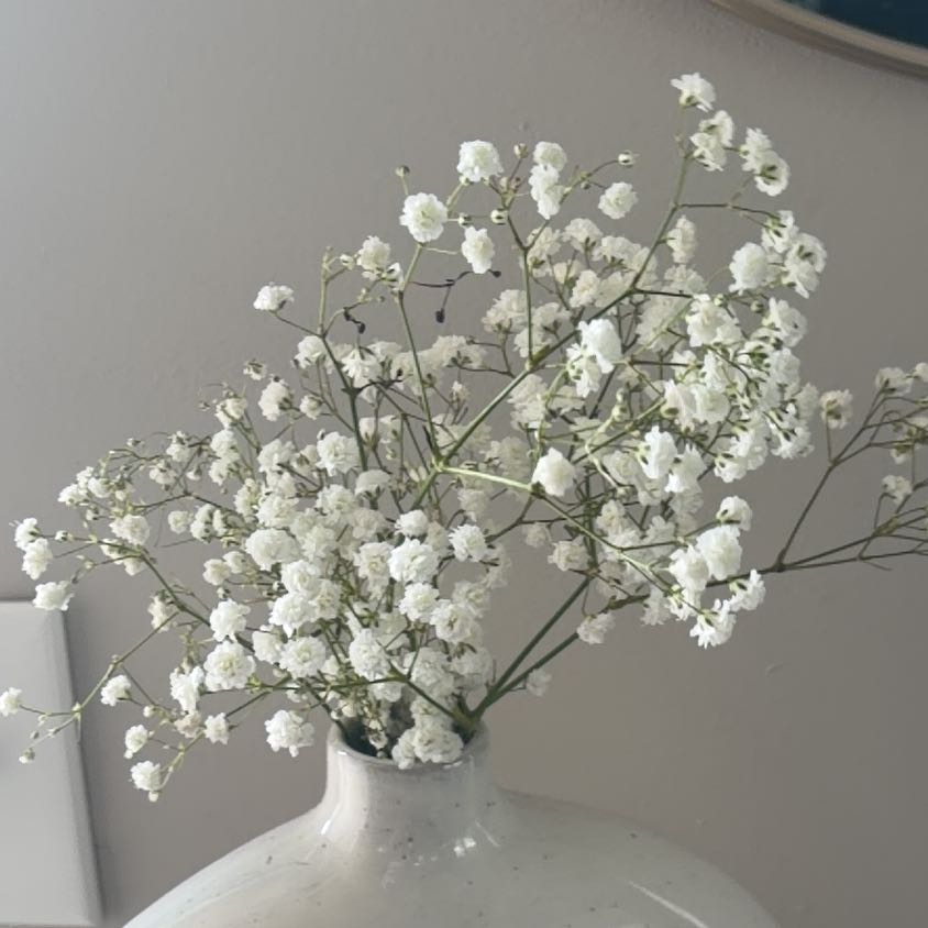 Photo of the plant species Baby's Breath by @FullTitoki99 named Stella on Greg, the plant care app
