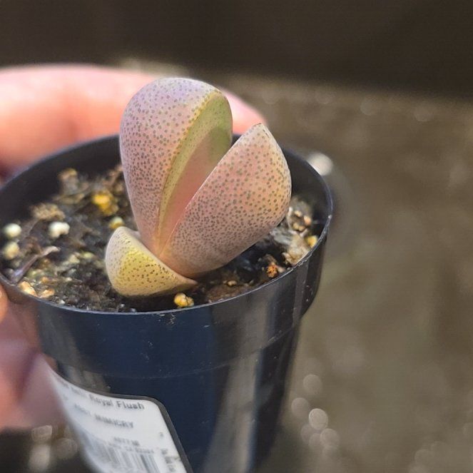 Photo of the plant species Assorted Lithops by @HipSilktree79 named Gobi on Greg, the plant care app