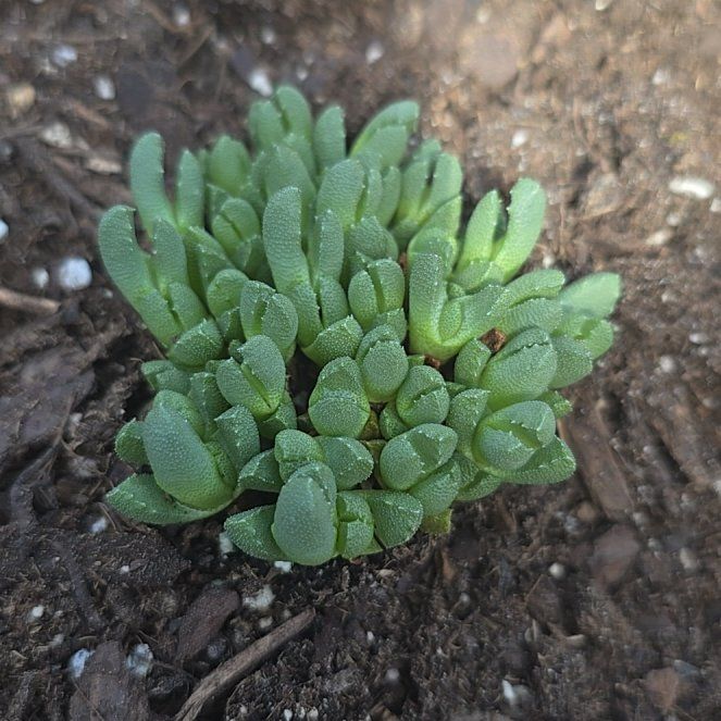 Photo of the plant species Stomatium by @HipSilktree79 named Stella on Greg, the plant care app