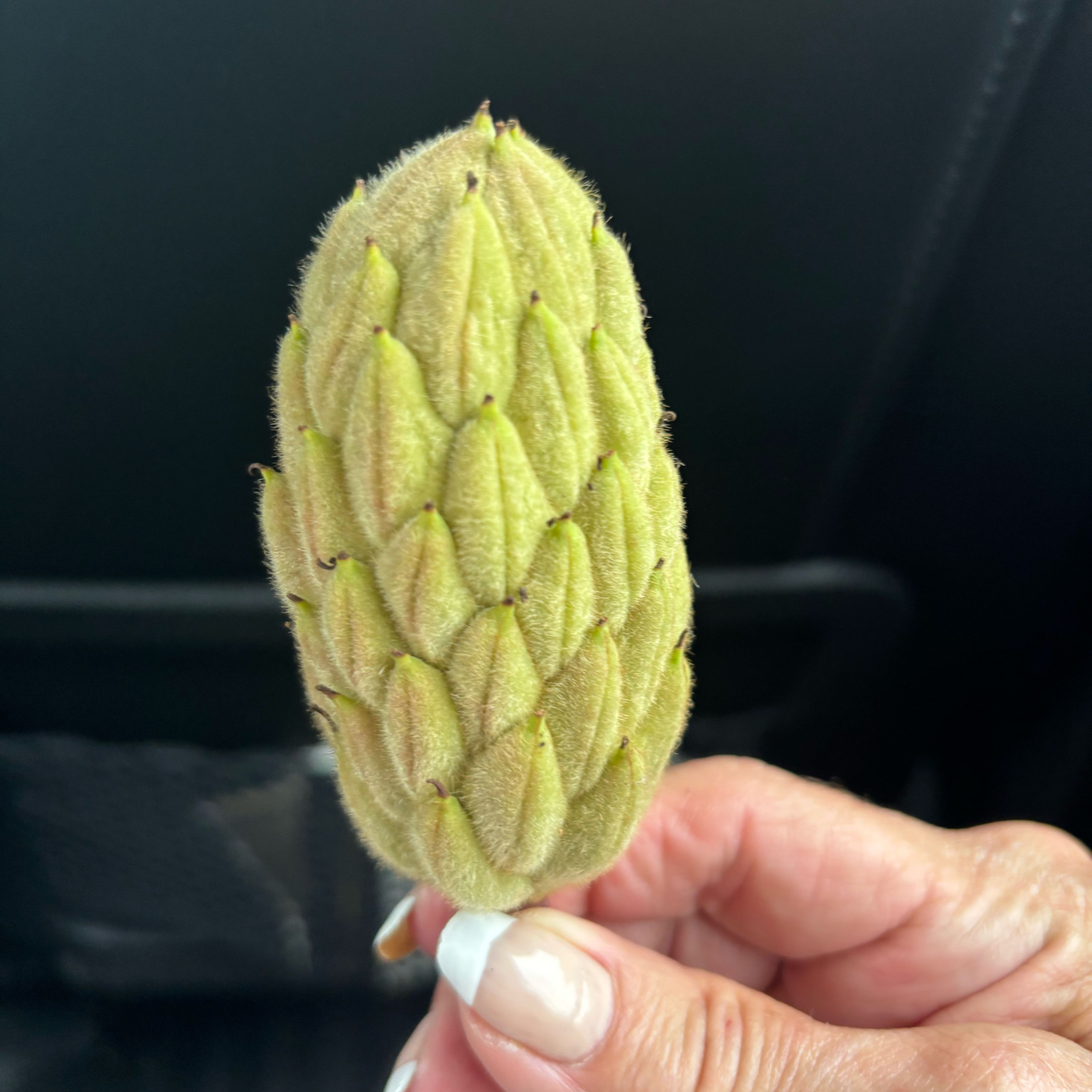 Photo of the plant species Southern Magnolia by @HotTimeout52 named Beckham on Greg, the plant care app