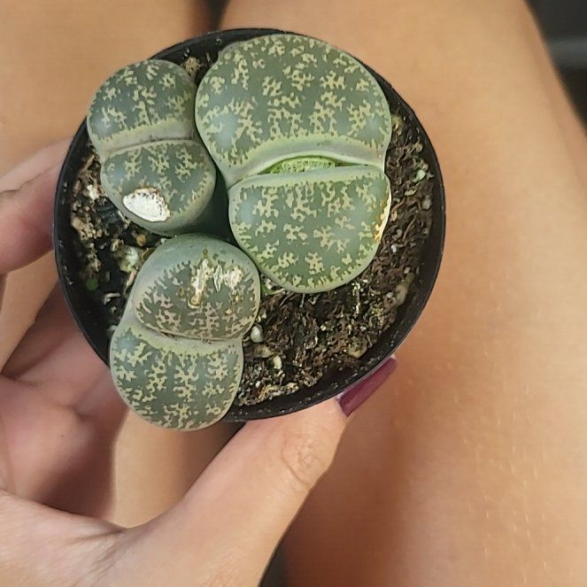 Photo of the plant species Assorted Lithops by @LargeChervil95 named Toad on Greg, the plant care app