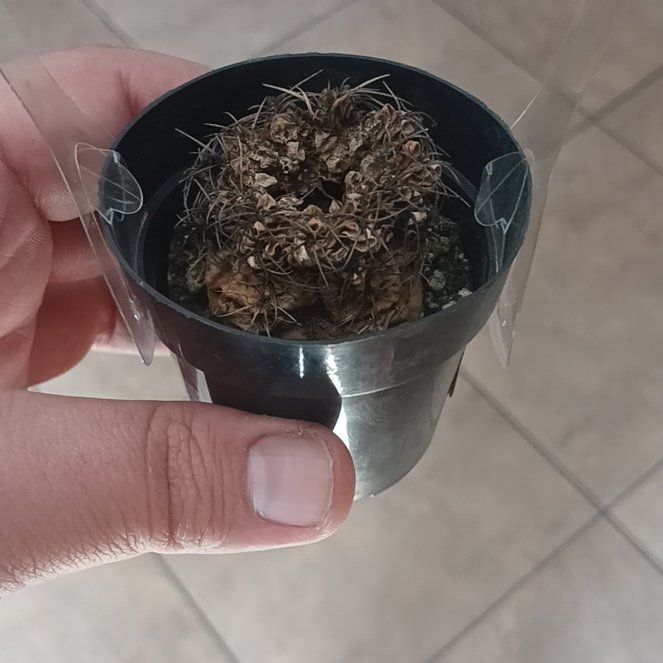 Photo of the plant species Miniature Barrel Cactus by @SaluteLime29 named Ronaldo on Greg, the plant care app