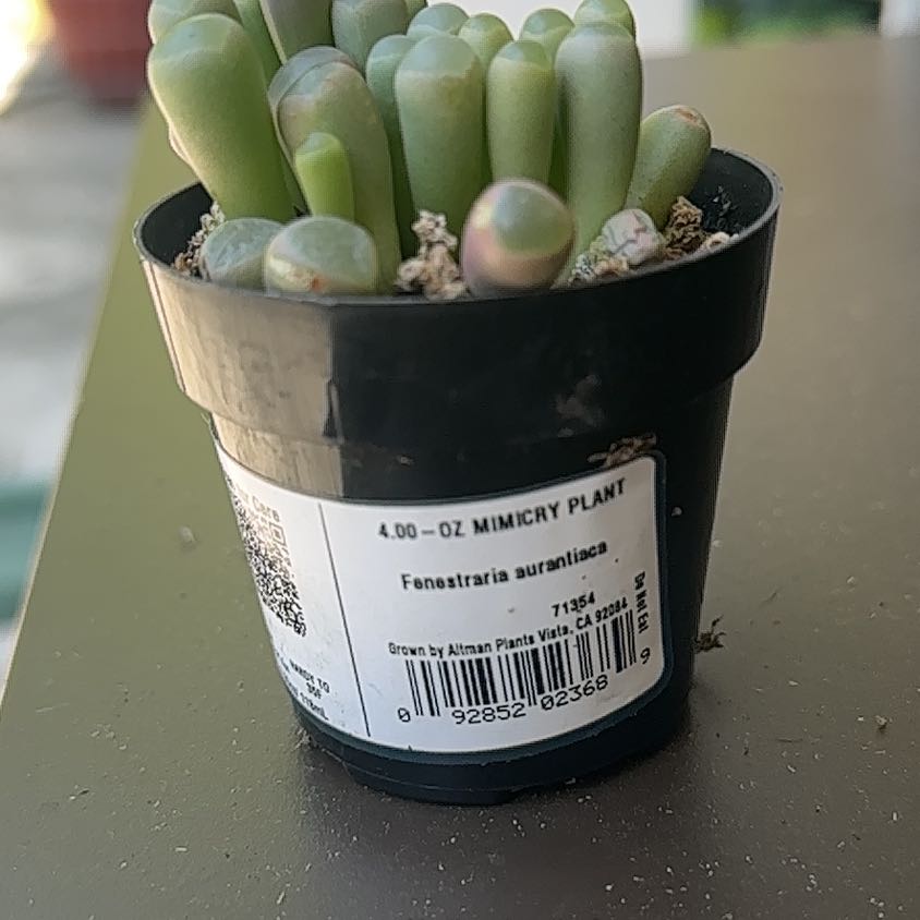 Photo of the plant species Baby Toes by @FistyMcred named Sir Plancelot on Greg, the plant care app