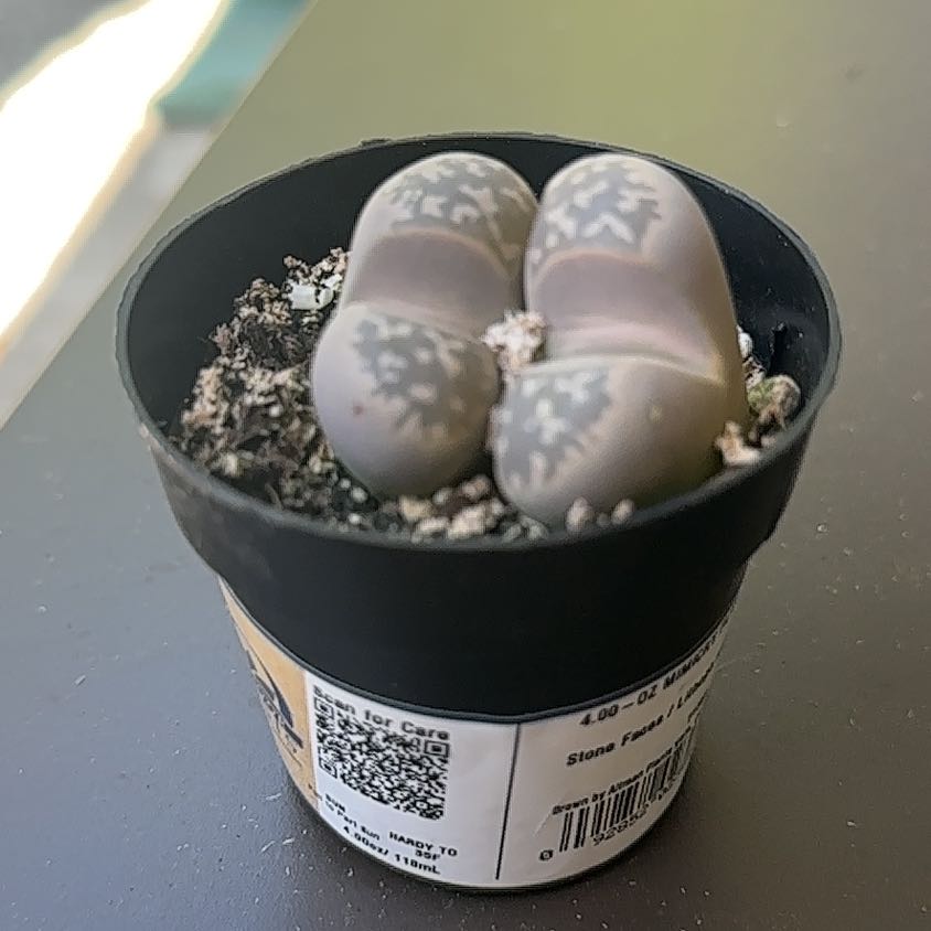 Photo of the plant species Assorted Lithops by @RadWoreya88 named Plant2 on Greg, the plant care app