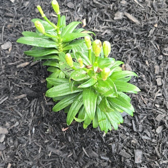 Photo of the plant species Orange Lily by @TryBulrush97 named Dax on Greg, the plant care app