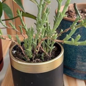 Photo of the plant species Stapelia Planiflora Jacq. by @SpiritedMoss31 named Robert Plant on Greg, the plant care app