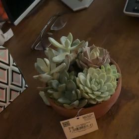 Photo of the plant species Assorted Succulents by @AbleAtom99 named Sproutacus on Greg, the plant care app