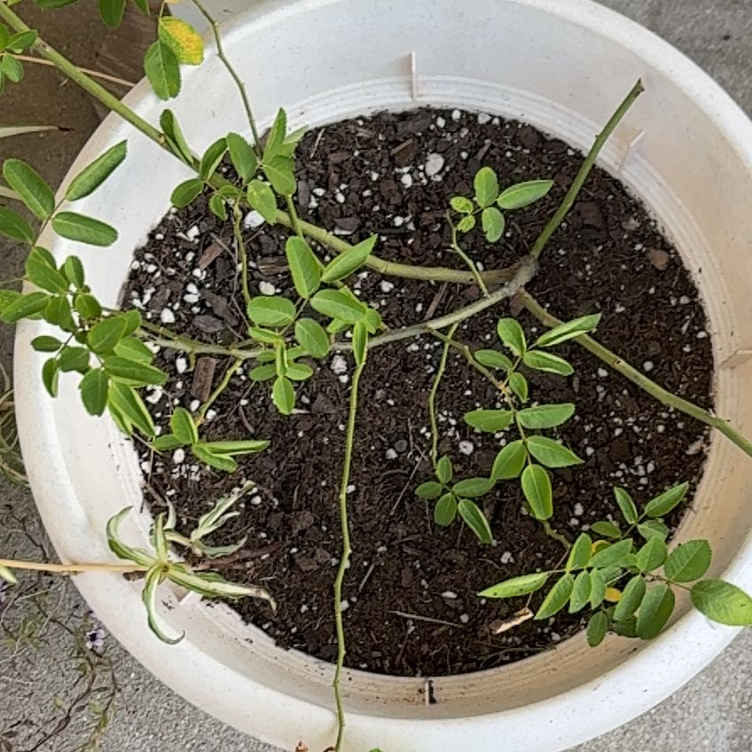 Photo of the plant species Asian Pigeonwings by @FulfilledSalad named Tupot amaroot on Greg, the plant care app