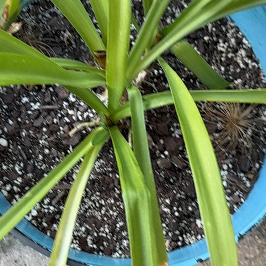 Photo of the plant species Blue Lily by @FulfilledSalad named Nemo on Greg, the plant care app