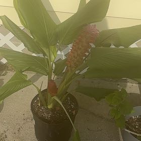 Photo of the plant species Red Ginger by @FulfilledSalad named Bigleef Smalls on Greg, the plant care app