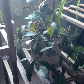 Photo of the plant species Lipstick Plant by @PoeticKale32 named Xena on Greg, the plant care app