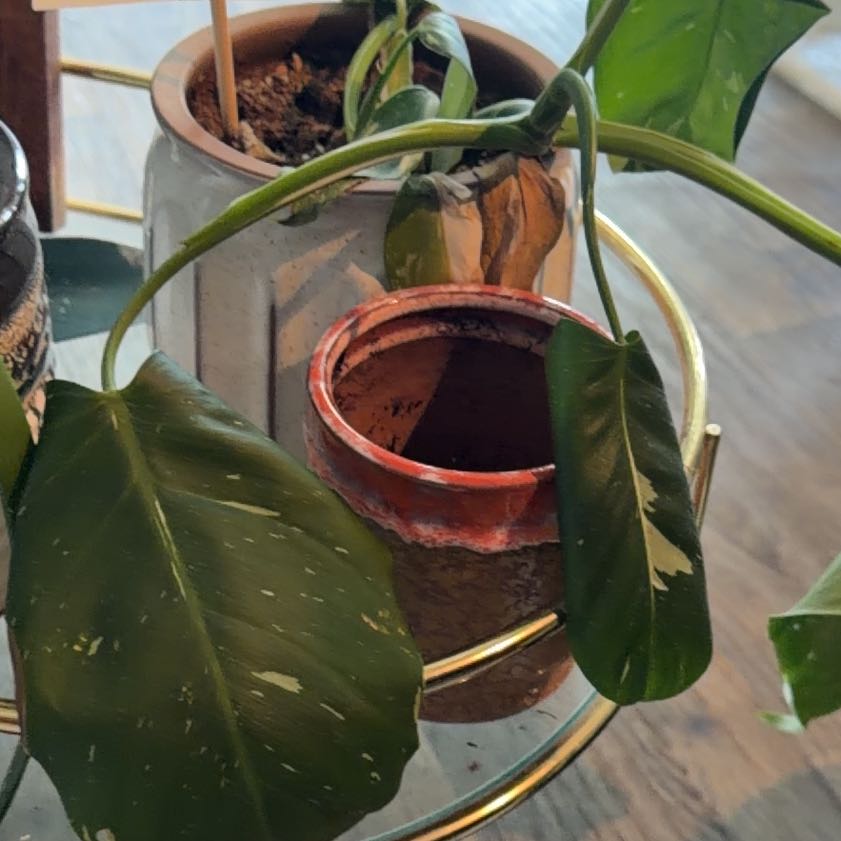 Photo of the plant species Philodendron 'White Wizard' by @JocundRadish96 named Rihanna on Greg, the plant care app