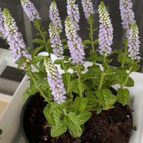 Photo of the plant species Mealycup Sage by @HotApple80 named Dolores on Greg, the plant care app