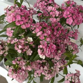 Photo of the plant species Sweet William by @HotApple80 named Taylor Swift on Greg, the plant care app