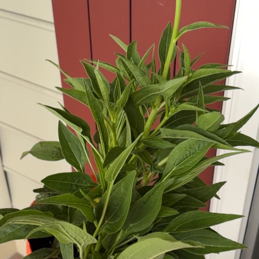 Photo of the plant species Flame Lily by @HotApple80 named Leonardo on Greg, the plant care app