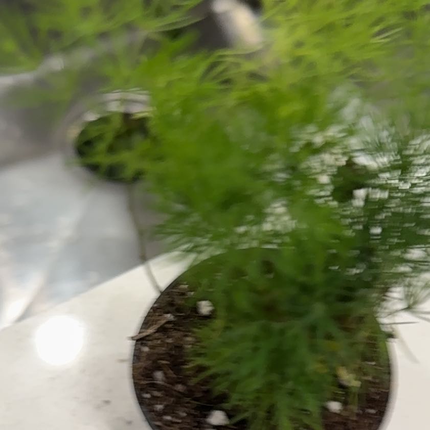 Photo of the plant species Dill by @AgreeablePuka73 named Rosa on Greg, the plant care app
