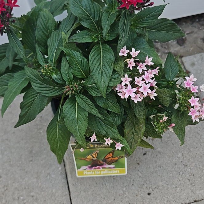 Photo of the plant species Egyptian Starcluster by @BreezyNoni53 named Scarlett on Greg, the plant care app