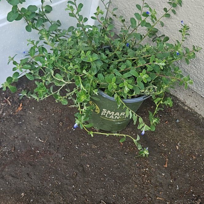 Photo of the plant species Beach Bum Blue by @BreezyNoni53 named Hamilton on Greg, the plant care app