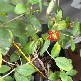 Photo of the plant species Coral Honeysuckle by @FunRhubarb33 named James Dean on Greg, the plant care app