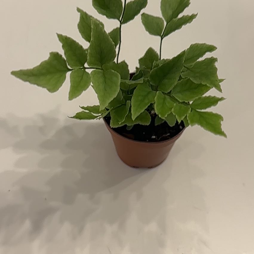 Photo of the plant species House Holly-Fern by @StrappingMayten named Morgan Treeman peat on Greg, the plant care app