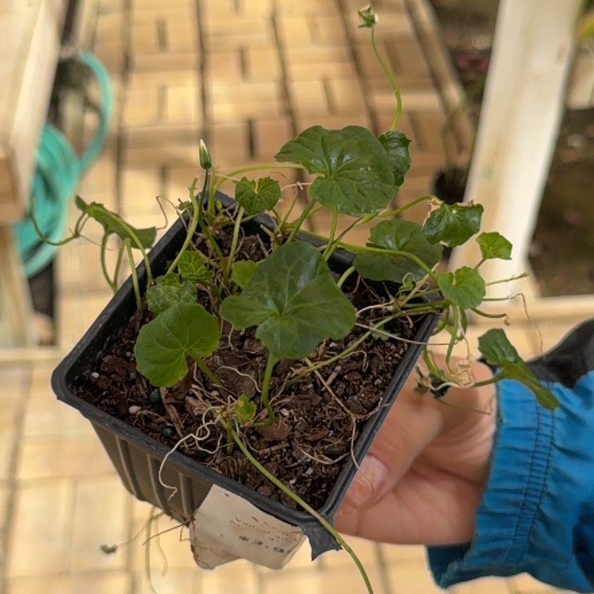 Photo of the plant species Australian Violet by @ShowySilverspa named Gaga on Greg, the plant care app