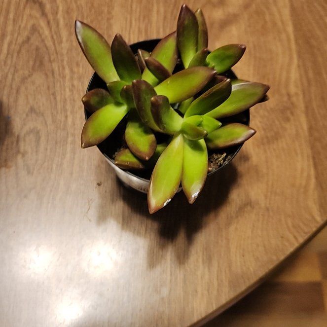 Photo of the plant species Sedum adolphi 'Love's Fire' by @YesMelon97 named Osmo on Greg, the plant care app