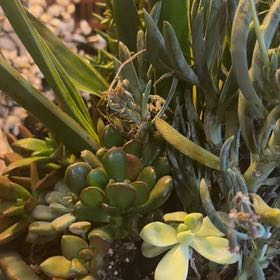 Photo of the plant species Pig's Ear by @RadGrass90 named Hemingway on Greg, the plant care app