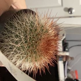 Photo of the plant species Mammillaria spinosissima f. rubrispina by @VipCedarofgoa22 named Marley on Greg, the plant care app