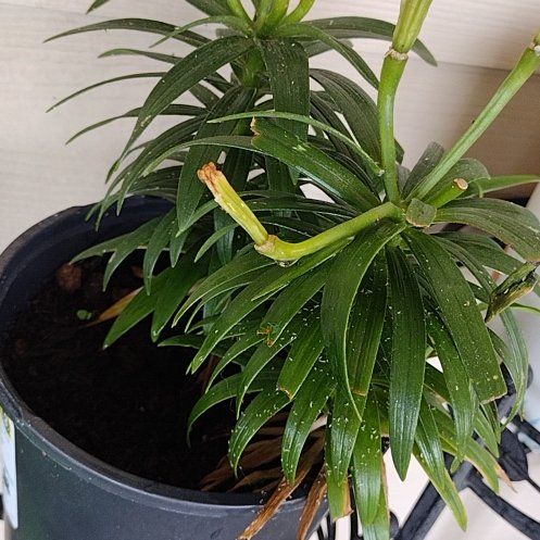 Photo of the plant species Easter Lily by @kaaz named Discount Lily on Greg, the plant care app