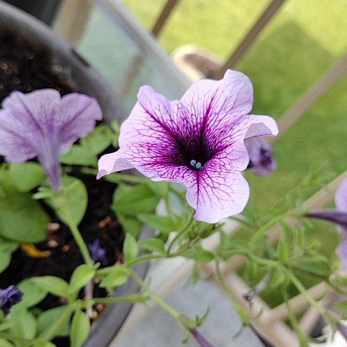 Photo of the plant species Petunia by @kaaz named Purple petunia on Greg, the plant care app