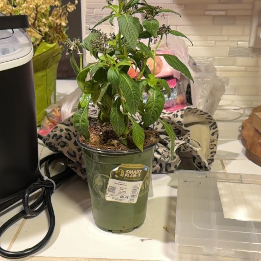 Photo of the plant species Egyptian Starcluster by @HighRoussea4 named Homer on Greg, the plant care app