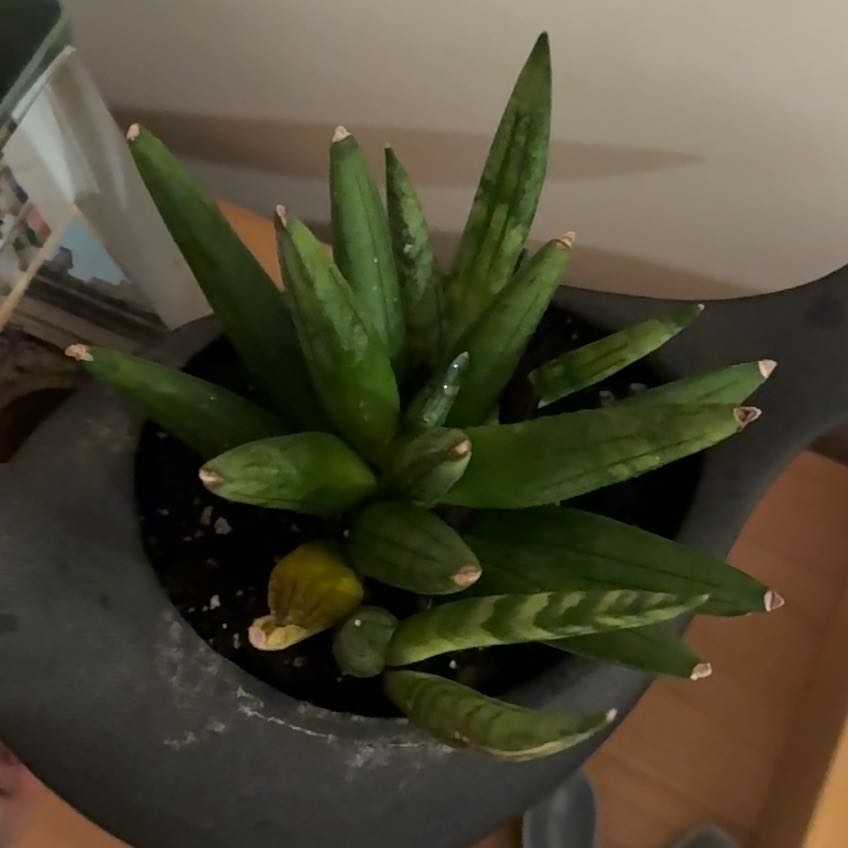 Photo of the plant species Hedgehog Sansevieria by @hannahmasters named Gaga on Greg, the plant care app