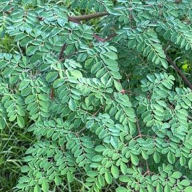 Photo of the plant species Benzoil Tree by @GemBlueoak61 named Sonora on Greg, the plant care app