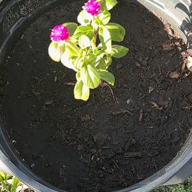 Photo of the plant species Globe Amaranth by @GemBlueoak61 named Aria on Greg, the plant care app