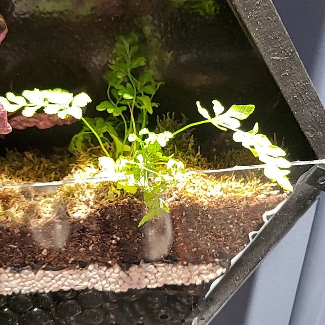 Photo of the plant species Brake Fern by @WinPotato28 named Huckleberry Fern on Greg, the plant care app