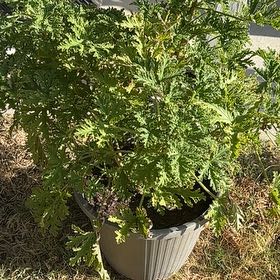 Photo of the plant species Citronella (anti-mosquito plant) by @MerryBroccoli41 named Einstein on Greg, the plant care app
