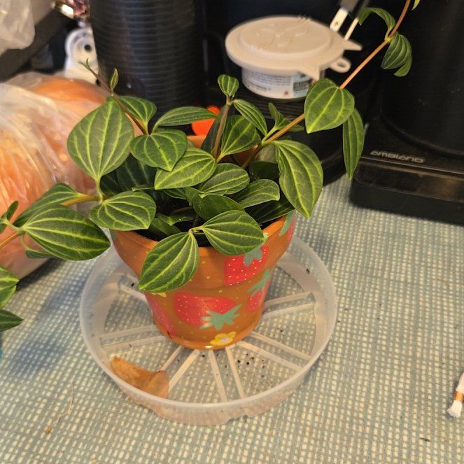 Photo of the plant species Peperomia 'Funky Frog' by @ZarfColeus81 named Duke on Greg, the plant care app