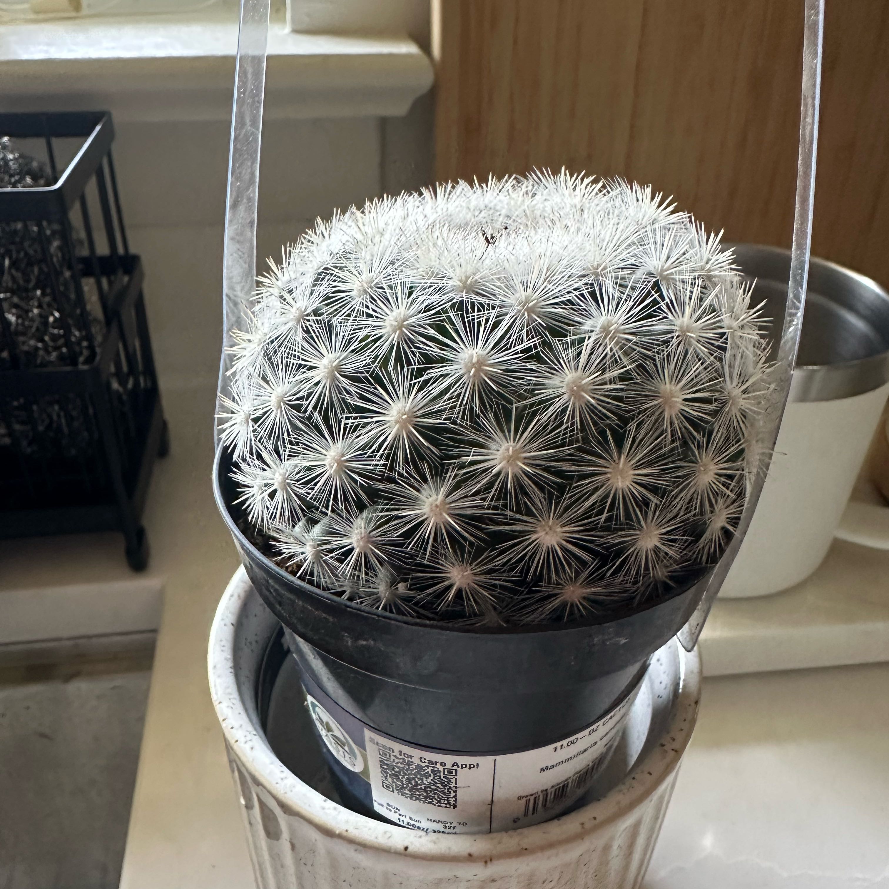 Photo of the plant species Pincushion Cactus by @BentonCooperi21 named Denali on Greg, the plant care app