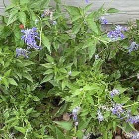Photo of the plant species Mealycup Sage by @NobleTeatree59 named James Dean on Greg, the plant care app