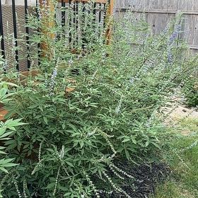Photo of the plant species Chaste Tree by @NobleTeatree59 named Planty on Greg, the plant care app