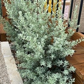 Photo of the plant species Texas Barometer Bush by @NobleTeatree59 named Foxxy on Greg, the plant care app