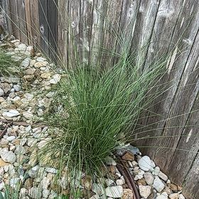 Photo of the plant species Crimson Fountaingrass by @NobleTeatree59 named Morgan Treeman on Greg, the plant care app