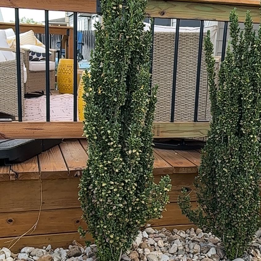 Photo of the plant species Chinese Holly by @NobleTeatree59 named Bella on Greg, the plant care app