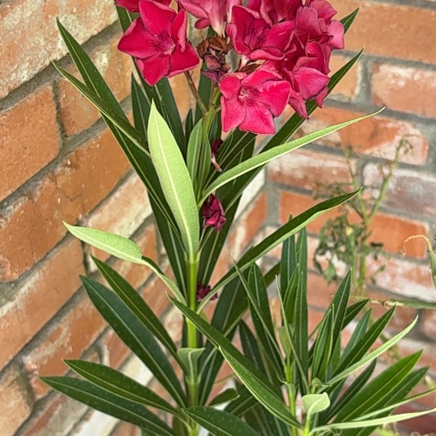 Photo of the plant species Oleander by @SavantMelon52 named Plato on Greg, the plant care app