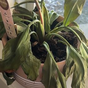 Photo of the plant species Homalomena 'Selby' by @SavantMelon52 named Drake on Greg, the plant care app