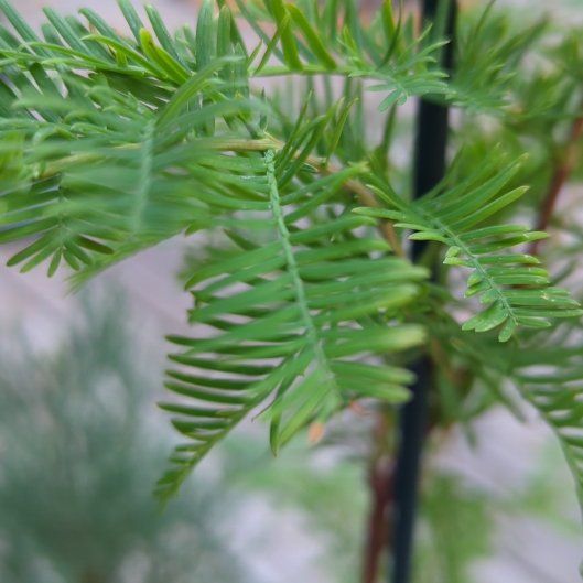 Photo of the plant species Dawn Redwood by @DivinePecan27 named Fernie Mac on Greg, the plant care app