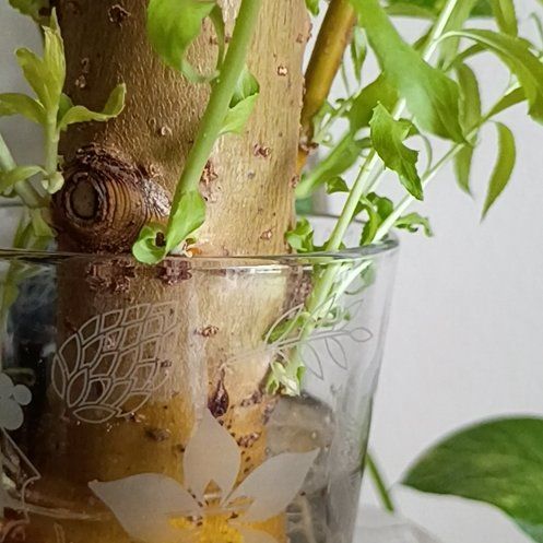 Photo of the plant species Corkscrew Willow by @OfficialSoybean named Mando on Greg, the plant care app
