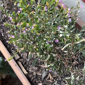 Photo of the plant species Mexican-Heather by @GemBilberry64 named Lebron on Greg, the plant care app