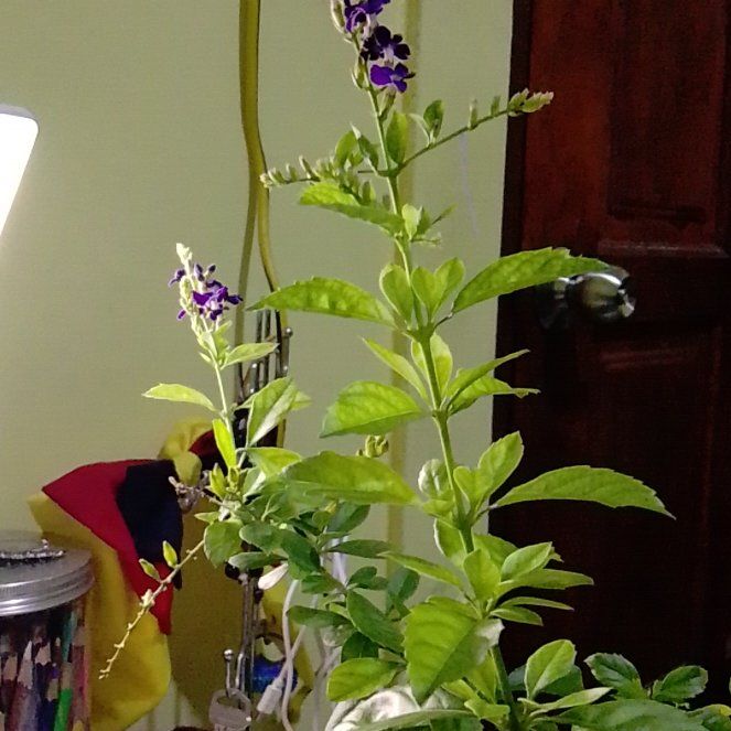 Photo of the plant species Golden Dewdrop by @LegendaryJade6 named Dolus on Greg, the plant care app