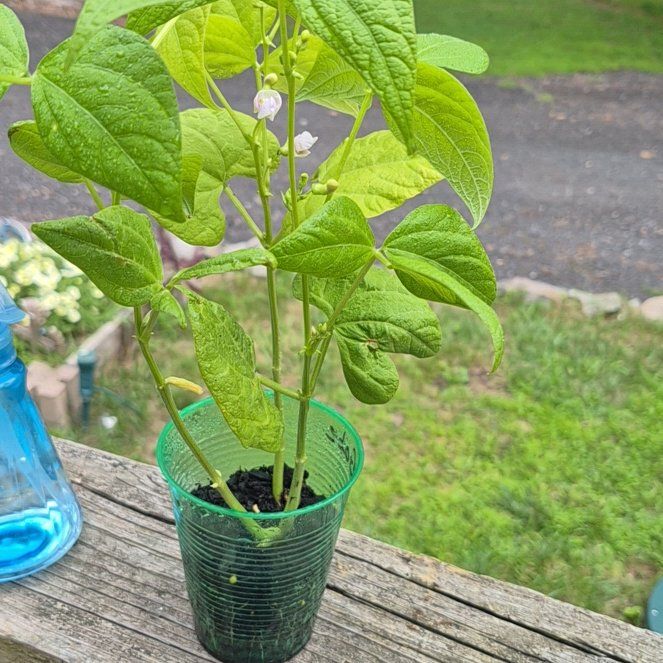 Photo of the plant species Common Bean by @HolyGerbera62 named Marley on Greg, the plant care app